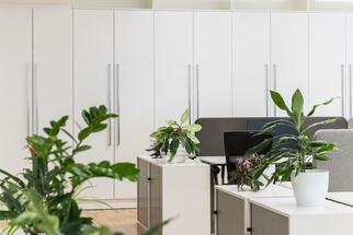 7 tips to fight the heat in the office. Plants and properly set air conditioning will help